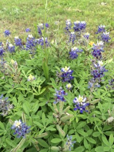 2015-04-23-BlueBonnets-2.JPG