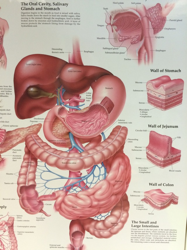 2015/04(April)/Suzi-Gall-Bladder-surgery/640x480_2015-04-28-Suzi-Gall-Bladder-Surgery-2.JPG