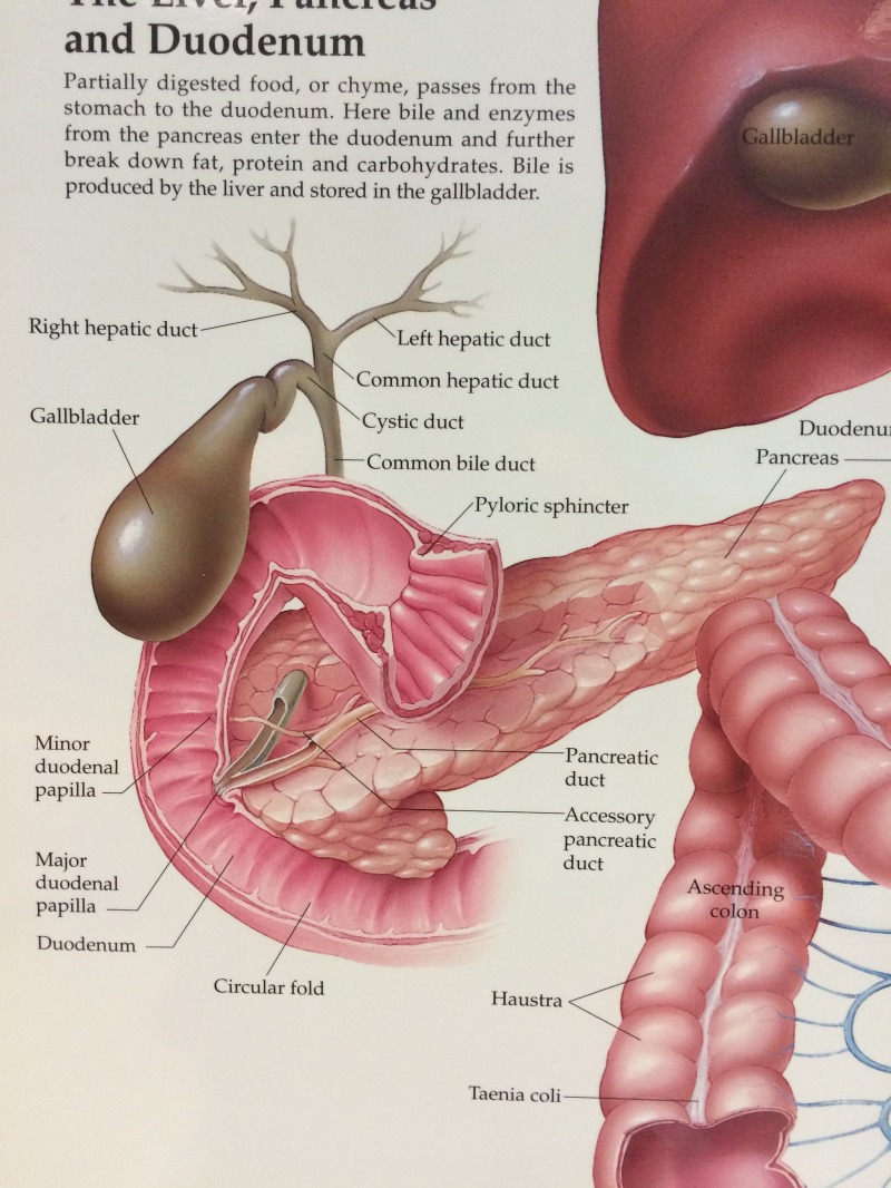 2015/04(April)/Suzi-Gall-Bladder-surgery/800x600_2015-04-28-Suzi-Gall-Bladder-Surgery-1.JPG