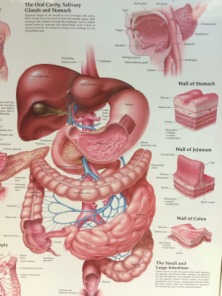 2015-04-28-Suzi-Gall-Bladder-Surgery-2.JPG