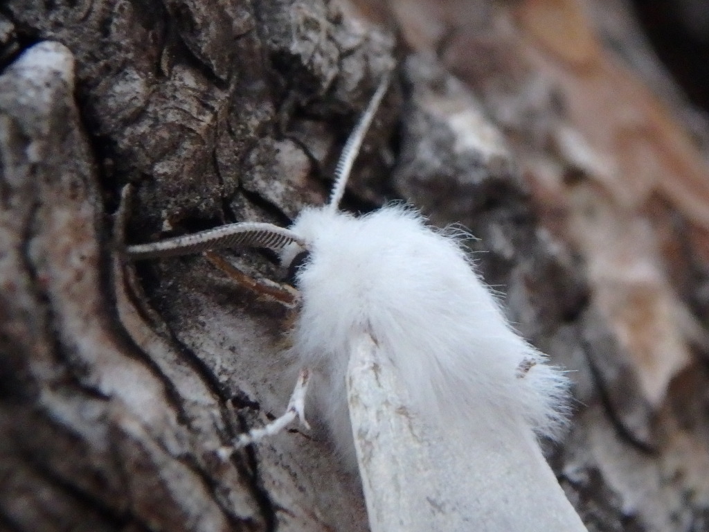 2015/07(July)/Philmont-630e-Crew-8787-Troop214/4star/1024x768_2015-07-01-Philmont-4star-14-New-Abreau-moth.JPG