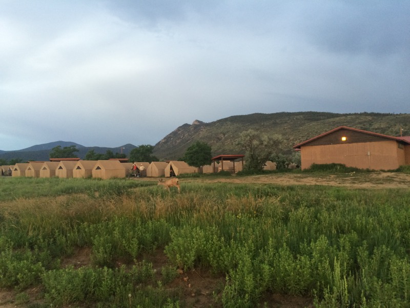 2015/07(July)/Philmont-630e-Crew-8787-Troop214/4star/800x600_2015-07-01-Philmont-4star-01-basecamp-deer.JPG