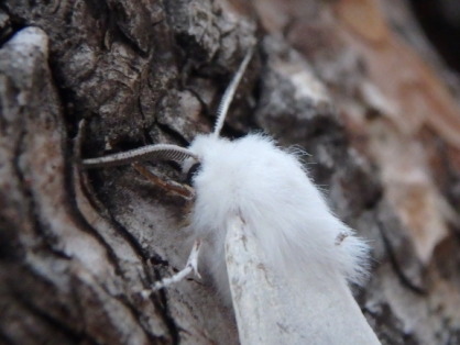 2015-07-01-Philmont-4star-14-New-Abreau-moth.JPG