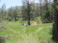 2015-07-04-Philmont-4star-08-Clarks-Fork-camping-field.JPG