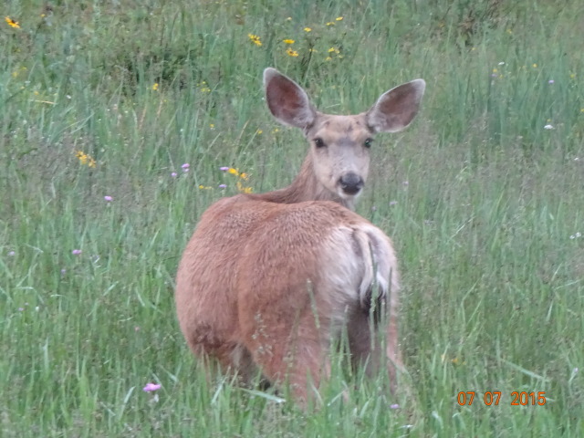 2015-07-07-Philmont-5star-030-Deer.jpg