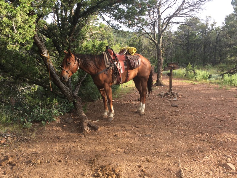 2015-07-02-Philmont-5star-004-Horse.jpg