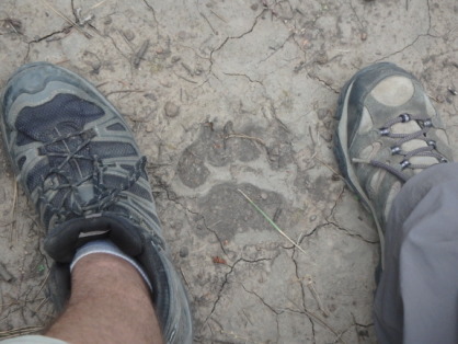 2015-07-01-Philmont-5star-021-New-Abreau-Mountain-Lion-Track.jpg