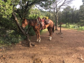 2015-07-02-Philmont-5star-004-Horse.jpg