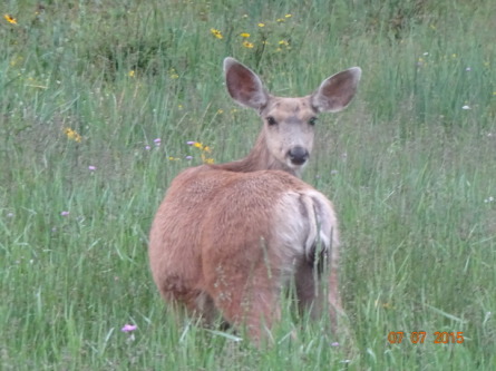 2015-07-07-Philmont-5star-030-Deer.jpg