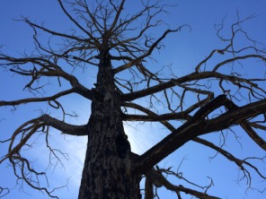 2015-07-10-Philmont-5star-017-Landscape-tree-GOOD.jpg