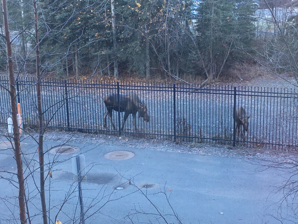 2015/10(October)/ERM-Anchorage-Alaska/1024x768_2015-10-22-ERM-Anchorage-AK-04-Moose.JPG