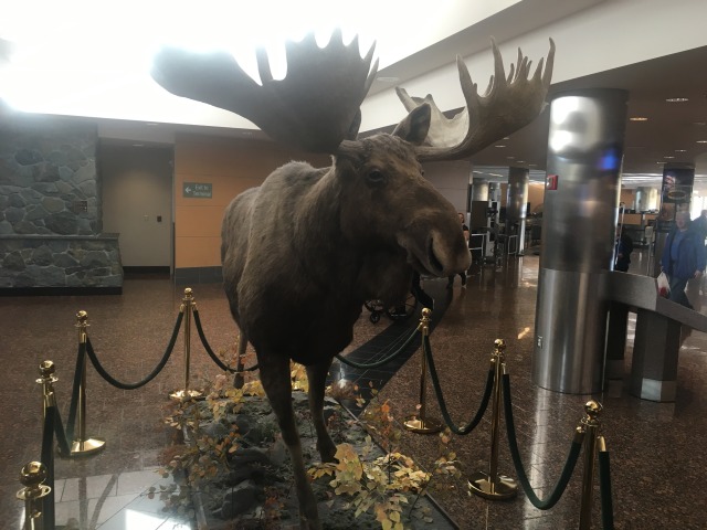2015-10-19-ERM-Anchorage-AK-2-Moose-in-airport.JPG