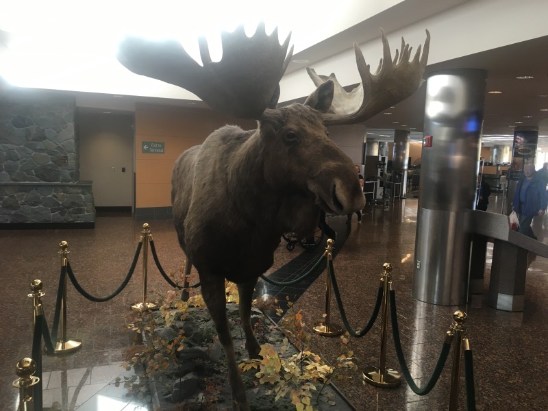 2015-10-19-ERM-Anchorage-AK-2-Moose-in-airport.JPG