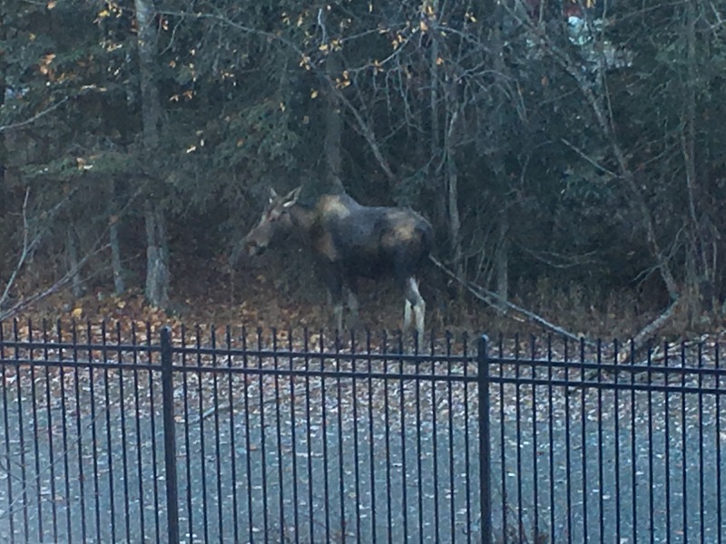 2015/10(October)/ERM-Anchorage-Alaska/800x600_2015-10-22-ERM-Anchorage-AK-02-Moose.JPG