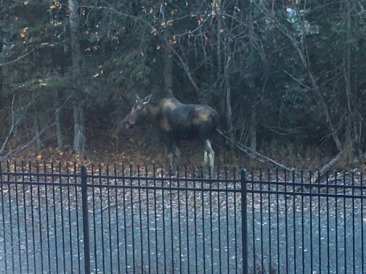 2015-10-22-ERM-Anchorage-AK-02-Moose.JPG