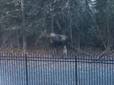 2015-10-22-ERM-Anchorage-AK-03-Moose.JPG