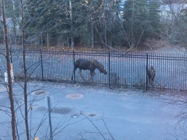 2015-10-22-ERM-Anchorage-AK-05-Moose.JPG