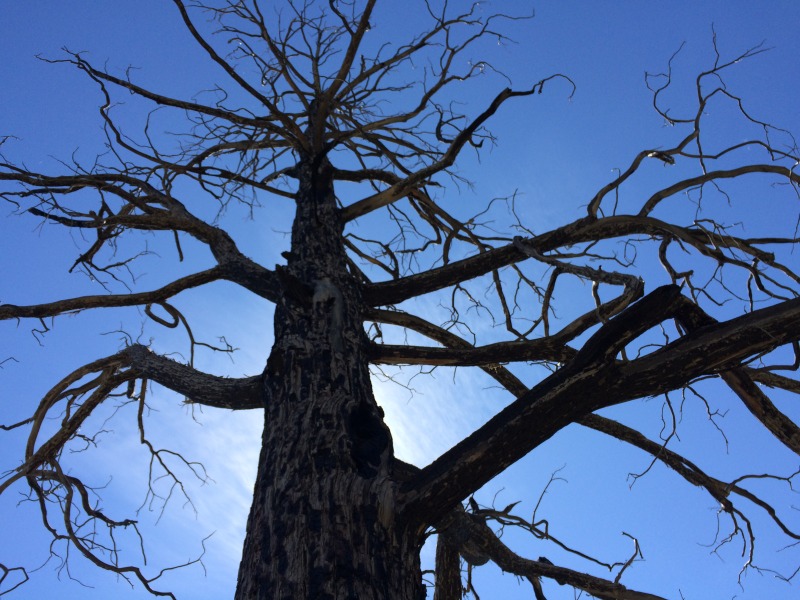 2015-07-10-Philmont-5star-017-Landscape-tree-GOOD.jpg