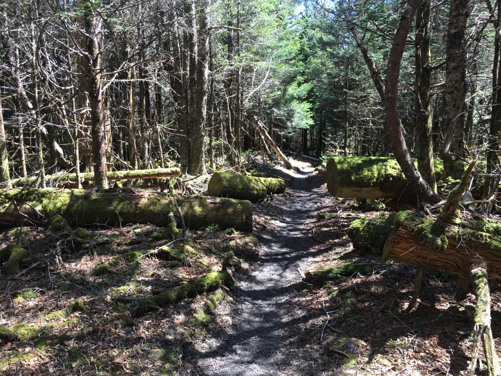 2016/03(March)/2016-03-Appalachian-Trail-BEST/1024x768_2016-04-04-Appalachian-Trail-069-trail.JPG