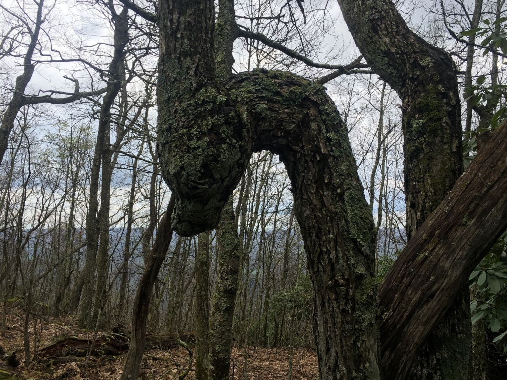 2016/03(March)/2016-03-Appalachian-Trail-BEST/1024x768_2016-04-27-Appalachian-Trail-160-swan-shaped-tree.JPG