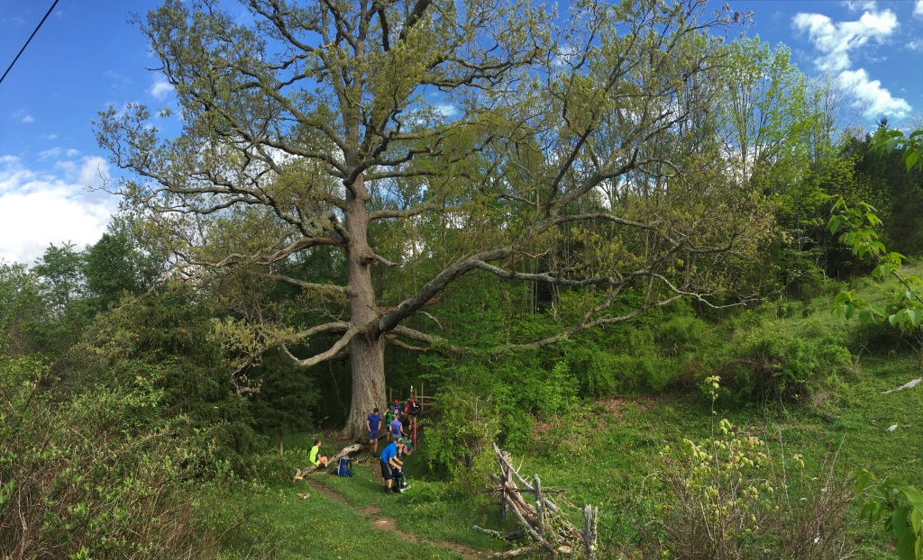 2016/03(March)/2016-03-Appalachian-Trail-BEST/1024x768_2016-05-04-Appalachian-Trail-178-Keffer-Oak-300-yr-old-tree-Monster-Garfield-SecretAgent-Stitch.JPG