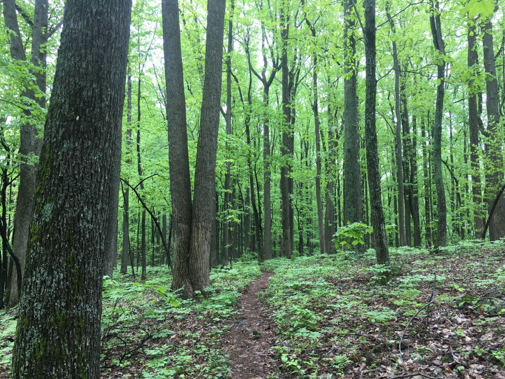 2016/03(March)/2016-03-Appalachian-Trail-BEST/1024x768_2016-05-11-Appalachian-Trail-203-scenery.JPG