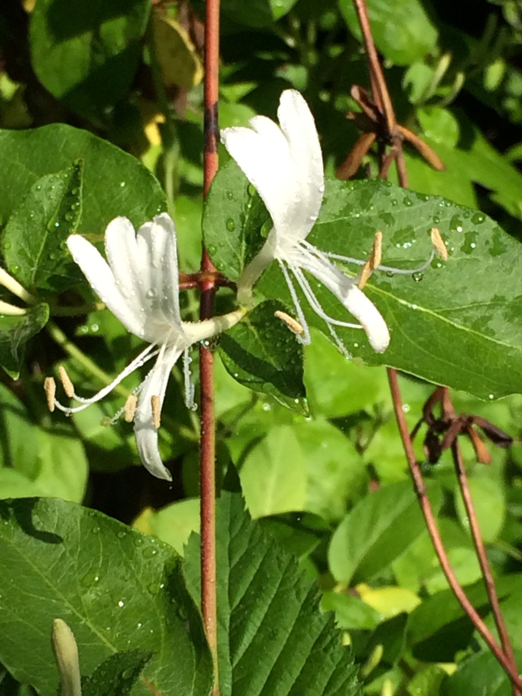 2016/03(March)/2016-03-Appalachian-Trail-BEST/1024x768_2016-05-31-Appalachian-Trail-284-HoneySuckle-scenery.JPG