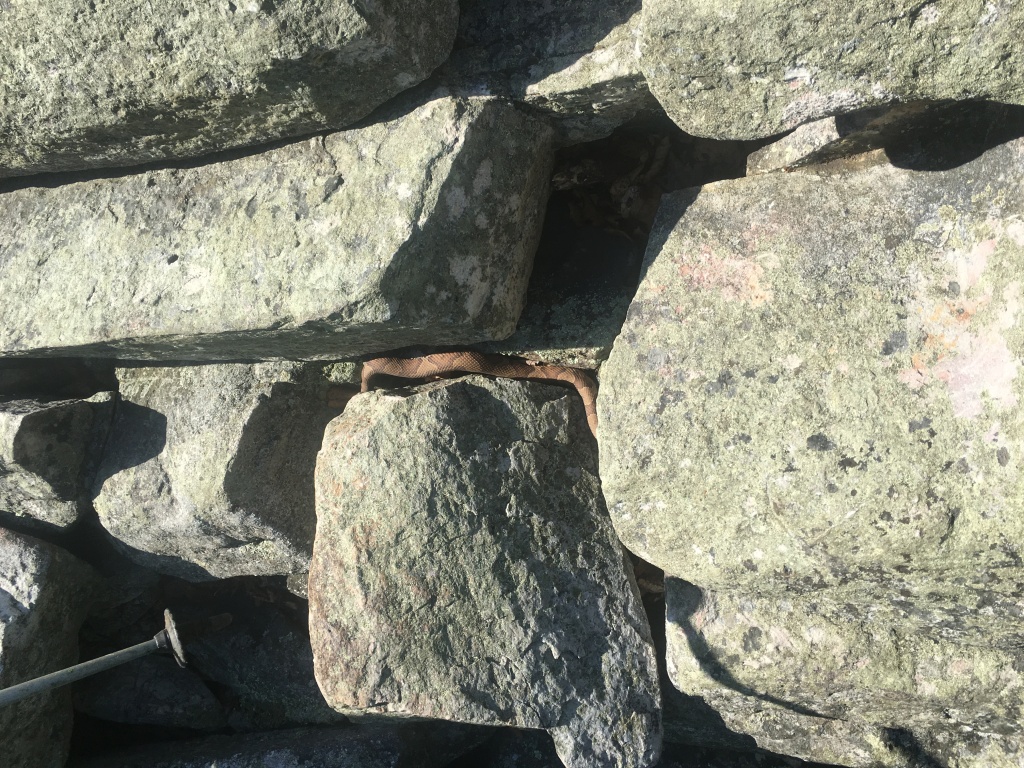 2016-06-07-Appalachian-Trail-316-soon-to-be-dead-CopperHead-snake.JPG