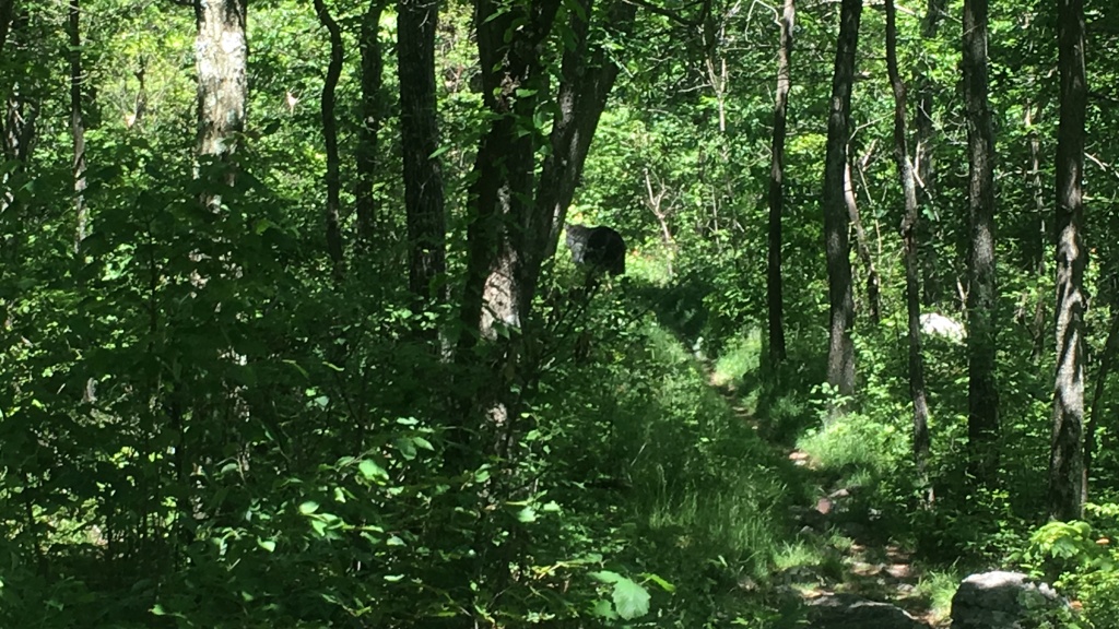 2016/03(March)/2016-03-Appalachian-Trail-BEST/1024x768_2016-06-10-Appalachian-Trail-329-Bear-on-Trail.JPG