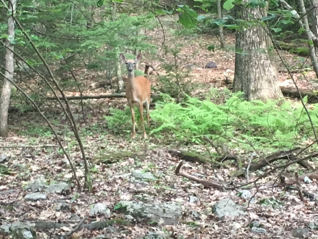 2016/03(March)/2016-03-Appalachian-Trail-BEST/1024x768_2016-06-11-Appalachian-Trail-330-Deer.JPG