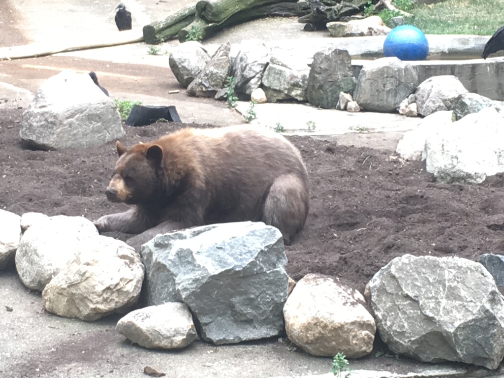 2016-06-16-Appalachian-Trail-358-Bear-in-Zoo-lowest-point-on-the-AT-120ft.JPG