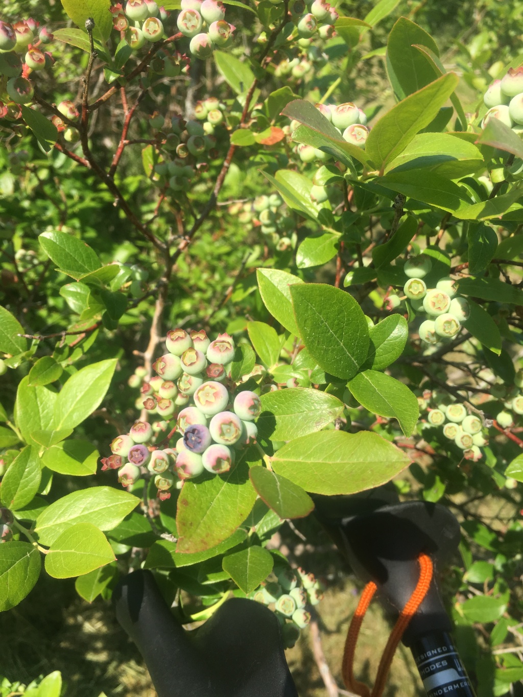 2016/03(March)/2016-03-Appalachian-Trail-BEST/1024x768_2016-06-26-Appalachian-Trail-397-blueberries.JPG