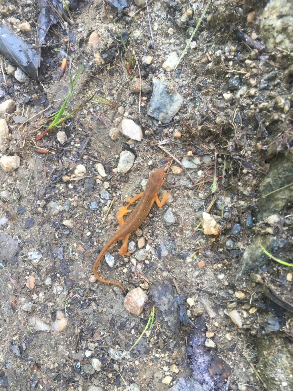 2016/03(March)/2016-03-Appalachian-Trail-BEST/1024x768_2016-07-01-Appalachian-Trail-411-orange-salamander.JPG