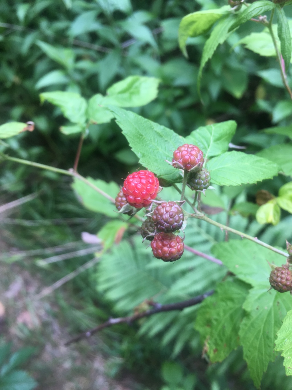2016/03(March)/2016-03-Appalachian-Trail-BEST/1024x768_2016-07-08-Appalachian-Trail-451-rasberries.JPG