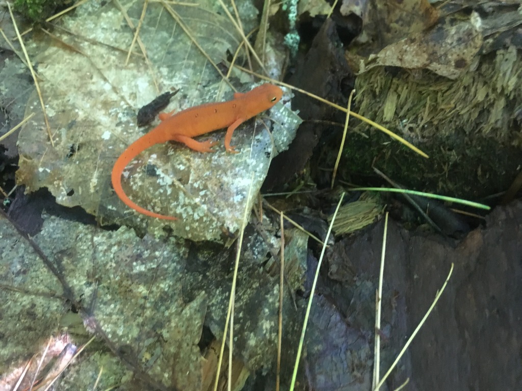 2016/03(March)/2016-03-Appalachian-Trail-BEST/1024x768_2016-07-11-Appalachian-Trail-460-orange-salamander.JPG