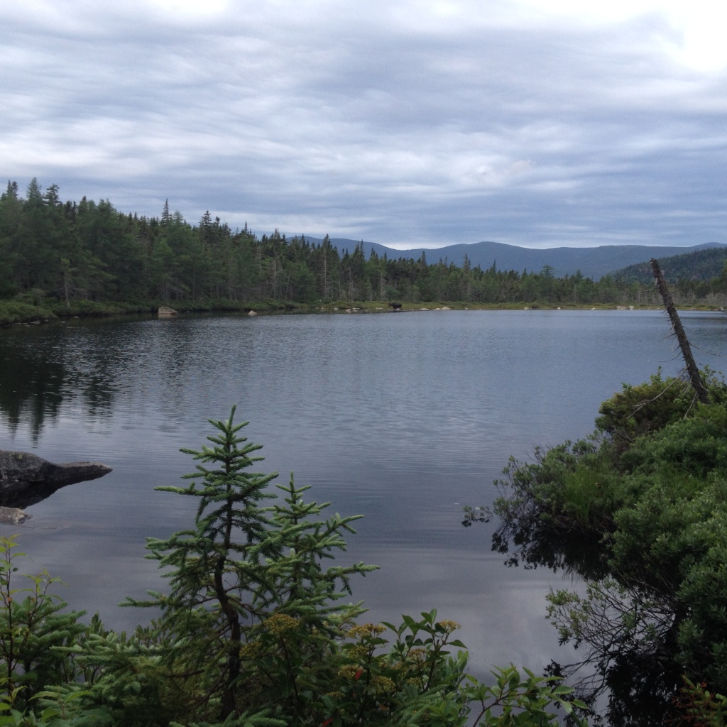 2016/03(March)/2016-03-Appalachian-Trail-BEST/1024x768_2016-07-18-Appalachian-Trail-497-Moose-in-Ethan-Pond.JPG