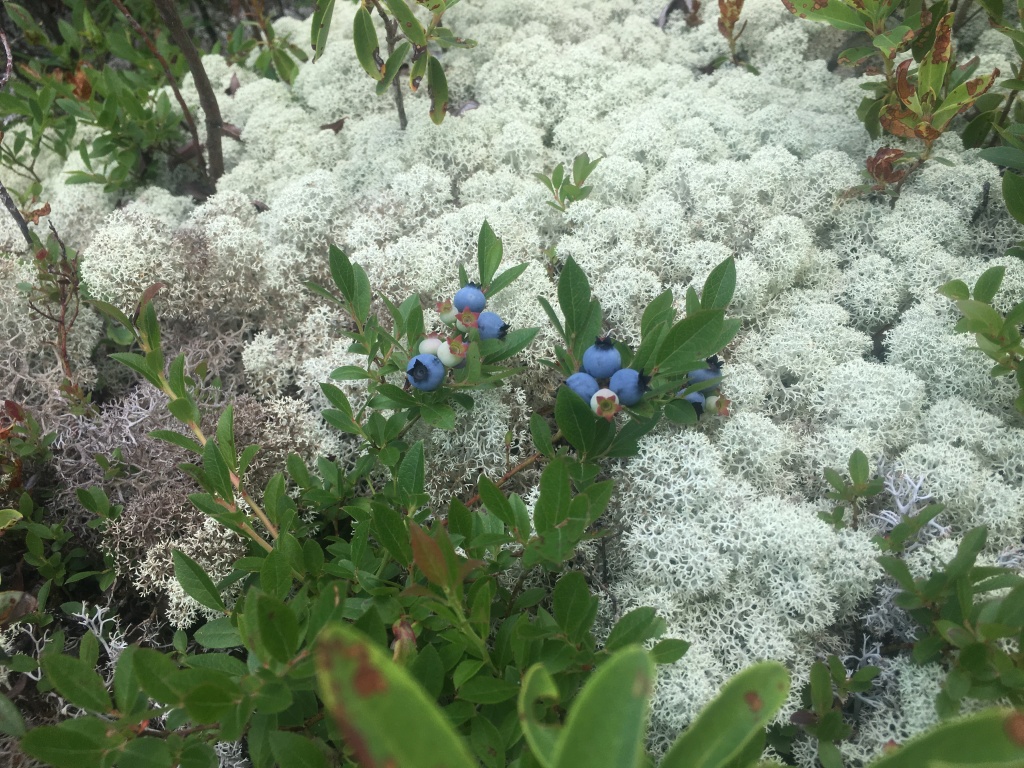 2016/03(March)/2016-03-Appalachian-Trail-BEST/1024x768_2016-07-28-Appalachian-Trail-543-blueberries.JPG