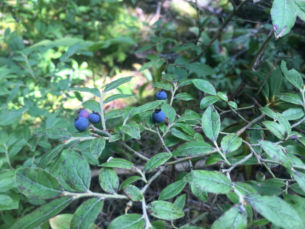 2016/03(March)/2016-03-Appalachian-Trail-BEST/1024x768_2016-08-08-Appalachian-Trail-615-blueberries.JPG