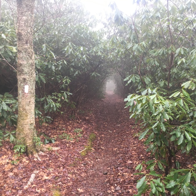 2016/03(March)/2016-03-Appalachian-Trail-BEST/640x480_2016-03-27-Appalachian-Trail-033-scenery.JPG