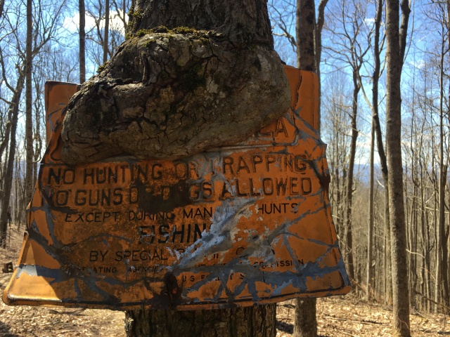 2016/03(March)/2016-03-Appalachian-Trail-BEST/640x480_2016-04-09-Appalachian-Trail-093-Tree-vs-Sign-tree-wins.JPG