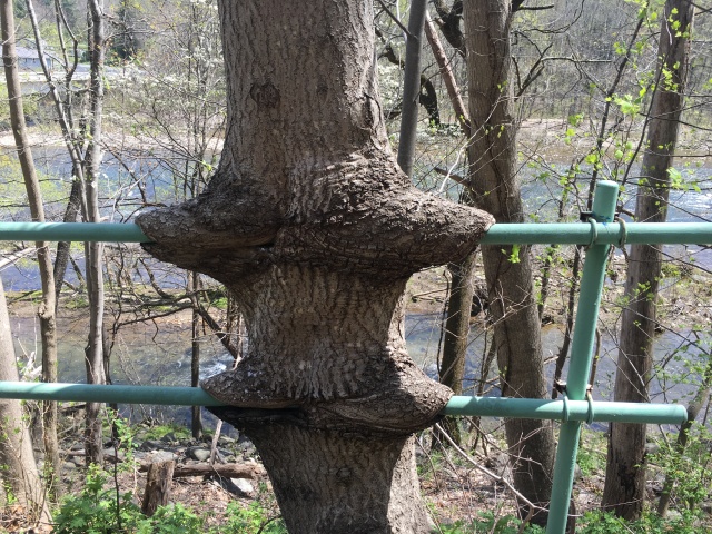 2016/03(March)/2016-03-Appalachian-Trail-BEST/640x480_2016-04-13-Appalachian-Trail-104-Tree-vs-fence-tree-wins.JPG