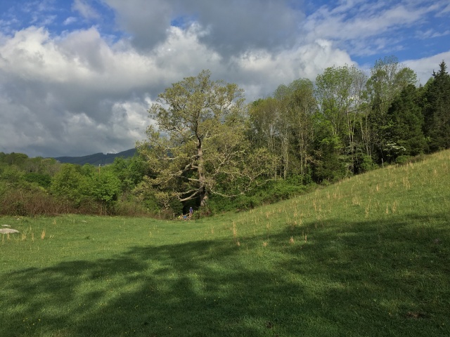2016/03(March)/2016-03-Appalachian-Trail-BEST/640x480_2016-05-04-Appalachian-Trail-179-Keffer-Oak-300-yr-old-tree.JPG