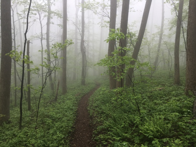 2016/03(March)/2016-03-Appalachian-Trail-BEST/640x480_2016-05-10-Appalachian-Trail-197-scenery.JPG