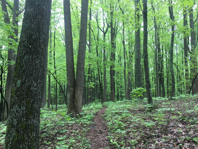 2016/03(March)/2016-03-Appalachian-Trail-BEST/640x480_2016-05-11-Appalachian-Trail-203-scenery.JPG