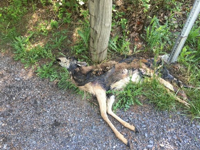 2016/03(March)/2016-03-Appalachian-Trail-BEST/640x480_2016-05-24-Appalachian-Trail-242-dead-deer-carcas.JPG