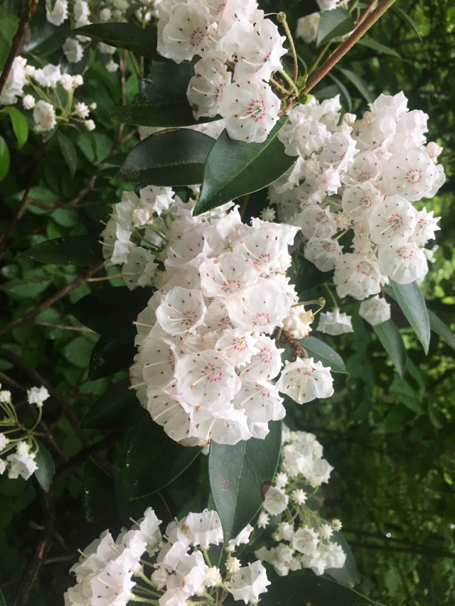 2016/03(March)/2016-03-Appalachian-Trail-BEST/640x480_2016-06-04-Appalachian-Trail-307-flowers.JPG