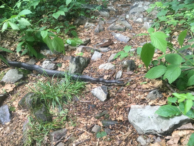 2016/03(March)/2016-03-Appalachian-Trail-BEST/640x480_2016-06-06-Appalachian-Trail-314-rat-snake.JPG