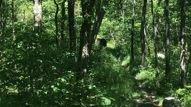 2016/03(March)/2016-03-Appalachian-Trail-BEST/640x480_2016-06-10-Appalachian-Trail-329-Bear-on-Trail.JPG