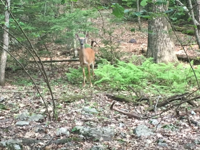 2016-06-11-Appalachian-Trail-330-Deer.JPG