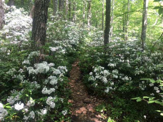 2016/03(March)/2016-03-Appalachian-Trail-BEST/640x480_2016-06-25-Appalachian-Trail-396-scenery.JPG